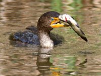 Cormorant6.jpg