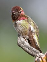 Hummer6.jpg