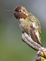 Hummer7.jpg