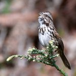 Sparrow3.jpg