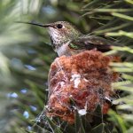 Hummer10.jpg