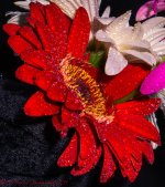 Red Gerbera Daisy #2 2-21-2017.jpg