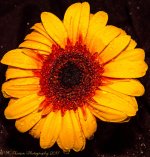 Yellow and Orange Gerbera Daisy 2-21-2017.jpg
