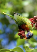DSC_4723.jpg