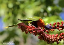 DSC_4730.jpg