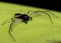 DSC_4455.jpg