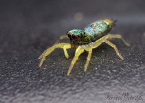 DSC_4468.jpg