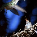Hummer16.jpg