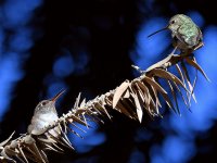Hummer17.jpg