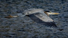 DHP_7454-2.jpg
