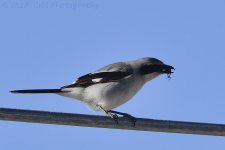 2-23-17-cr__D7K5804.jpg