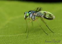 DSC_4869.jpg