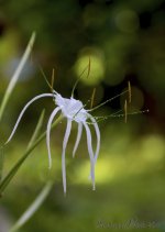 DSC_4905.jpg