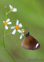 DSC_4919.jpg