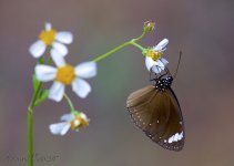 DSC_4924.jpg