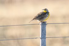 Meadowlark-206.jpg