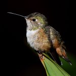 Hummer2.jpg