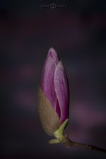 DHP_7583-2.jpg