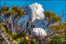 2-25-17 Wako with Nikonites-1-2.jpg