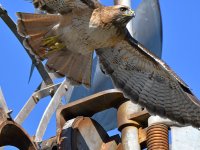 CoopersHawk3.jpg