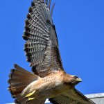CoopersHawk4.jpg