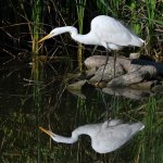 Egret.jpg