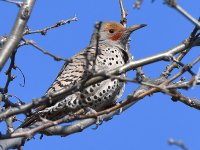 Flicker.jpg