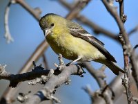 Goldfinch.jpg
