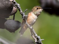 Hummer.jpg