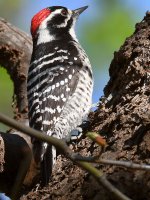 NuttalsWoodpecker.jpg