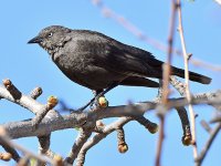 Starling5.jpg