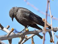 Starling6.jpg