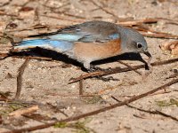 Bluebird.jpg