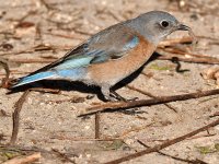 Bluebird2.jpg