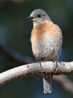 Bluebird5.jpg