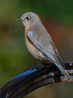 Bluebird7.jpg