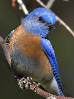 Bluebird15.jpg