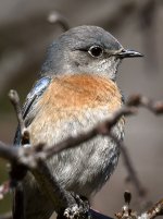 Bluebird10.jpg