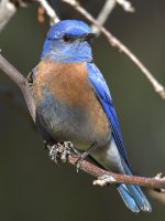 Bluebird14.jpg