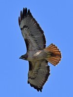 CoopersHawk7.jpg