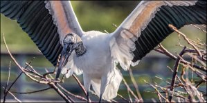2-25-17 Wako with Nikonites-1-10.jpg