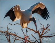 2-25-17 Wako with Nikonites-1-12.jpg