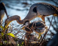 2-25-17 Wako with Nikonites-1-13.jpg