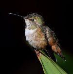 Hummer.jpg