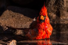 DSC_3225.jpg