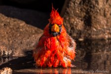 DSC_3229.jpg