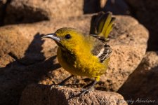 DSC_3242.jpg