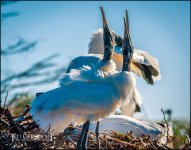 2-25-17 Wako with Nikonites-1-21.jpg