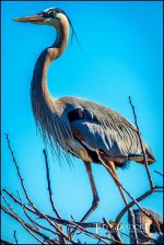2-25-17 Wako with Nikonites-1-16.jpg