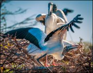 2-25-17 Wako with Nikonites-1-22.jpg